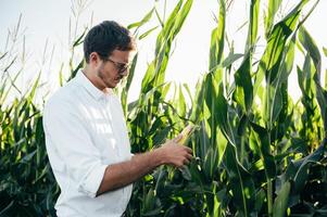 agrônomo detém tábua toque almofada computador dentro a milho campo e examinando cultivo antes colheita. agronegócio conceito. agrícola engenheiro em pé dentro uma milho campo com uma tábua dentro verão. foto