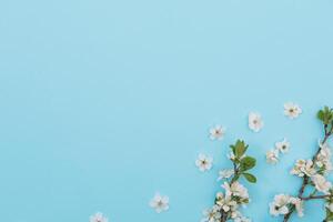 foto do Primavera branco cereja Flor árvore em azul fundo. Visão a partir de acima, plano deitar, cópia de espaço. Primavera e verão fundo. cereja Flor em uma azul fundo