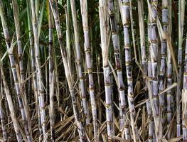 plantações de cana-de-açúcar, a planta tropical agrícola na tailândia foto