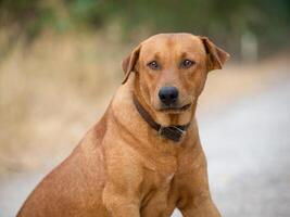 fechar acima de, vermelho masculino cachorro foto