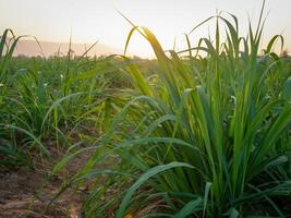 plantações de cana-de-açúcar, a planta tropical agrícola na tailândia foto