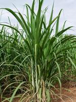 plantações de cana-de-açúcar, a planta tropical agrícola na tailândia foto