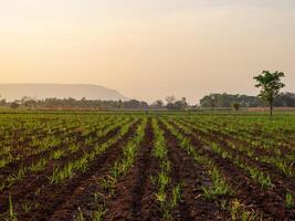 cana de açúcar plantações, agrícola plantas crescer acima foto