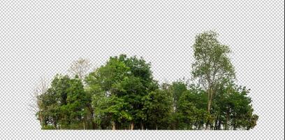 verde árvores isolado em transparente fundo floresta e verão folhagem para ambos impressão e rede com cortar caminho e alfa canal foto