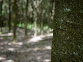 esvaziar árvore tronco para exibição montagens floresta e folhagem dentro verão. linha do árvores e arbustos. foto