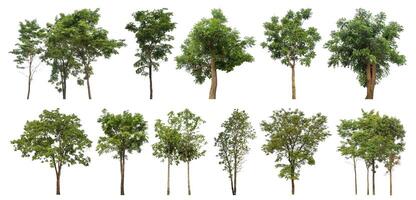 coleção árvore cortar Fora a partir de original fundo e substituir com branco fundo para fácil para seleção. foto