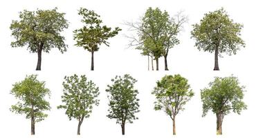 coleção árvore cortar Fora a partir de original fundo e substituir com branco fundo para fácil para seleção. foto