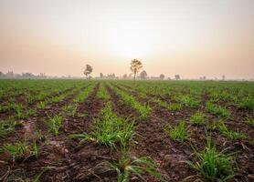 plantações de cana-de-açúcar, a planta tropical agrícola na tailândia foto