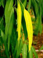 verde folhas, a tropical floresta fundo. foto