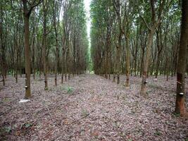 borracha árvore porta-malas, borracha plantação Tailândia foto