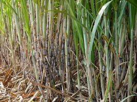 plantações de cana-de-açúcar, a planta tropical agrícola na tailândia foto