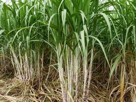 plantações de cana-de-açúcar, a planta tropical agrícola na tailândia foto