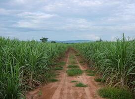 plantações de cana-de-açúcar, a planta tropical agrícola na tailândia foto