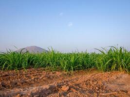 plantações de cana-de-açúcar, a planta tropical agrícola na tailândia foto