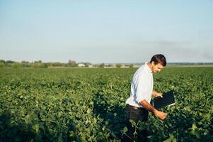 agrônomo detém tábua toque almofada computador dentro a soja campo e examinando cultivo antes colheita. agronegócio conceito. agrícola engenheiro em pé dentro uma soja campo com uma tábua dentro verão. foto