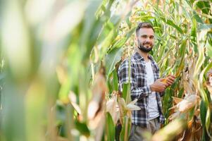 agricultor inspecionando a anos milho ou milho doce colheita. foto