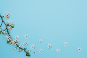 foto do Primavera branco cereja Flor árvore em azul fundo. Visão a partir de acima, plano deitar, cópia de espaço. Primavera e verão fundo. cereja Flor em uma azul fundo