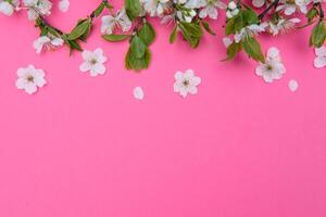 foto do Primavera branco cereja Flor árvore em pastel Rosa fundo. Visão a partir de acima, plano deitar.