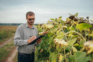 agrônomo detém tábua toque almofada computador dentro a girassol campo e examinando cultivo antes colheita. agronegócio conceito. agrícola engenheiro em pé dentro uma girassol campo com uma tábua. foto