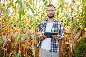 uma homem inspeciona uma milho campo e parece para pragas. bem sucedido agricultor e agro negócios. foto