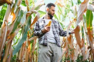 agricultor inspecionando a anos milho ou milho doce colheita. foto