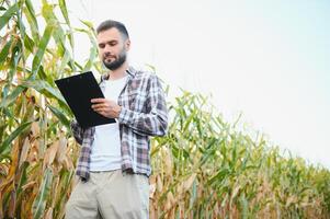 agricultor inspecionando a anos milho ou milho doce colheita. foto