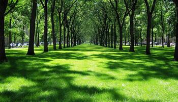 grande parque coberto dentro Grosso árvores e verde Relva debaixo uma Claro céu foto