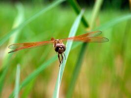 libélula dentro uma Relva dentro a arroz campo. foto
