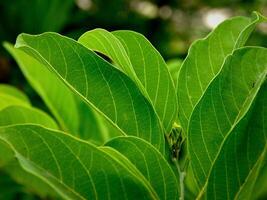 verde folhas, a tropical floresta fundo. foto