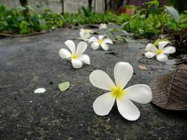 branco flores em a estrada. foto