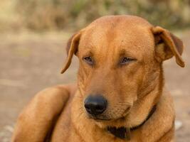 fechar acima de, vermelho masculino cachorro foto