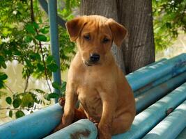 cachorro fofo sentado foto