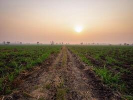 cana de açúcar plantações, agrícola plantas crescer acima foto