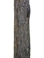 tronco de árvore isolado no fundo branco foto