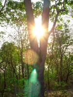 ampla árvores dentro a meio do a floresta com lindo hastes foto