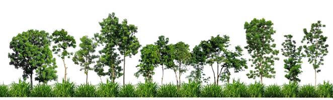 árvores verdes isoladas no fundo branco. floresta e folhas em fileiras de árvores e arbustos de verão foto