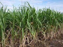 plantações de cana-de-açúcar, a planta tropical agrícola na tailândia foto