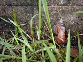 muitos Caracol escalada em muro. foto