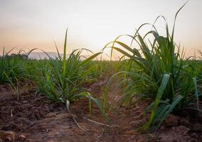 plantações de cana-de-açúcar, a planta tropical agrícola na tailândia foto