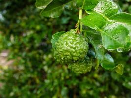 bergamota e verde folhas em a árvore. foto