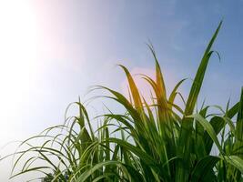 cana de açúcar folhas, tropical plantas, agricultura dentro Tailândia foto