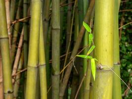 bambu folhas, bambu dentro tailândia. foto