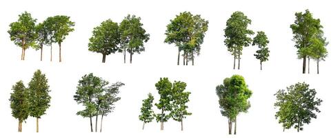 conjunto do isolado árvores em branco fundo , a coleção do árvores foto