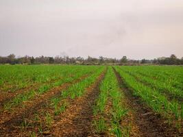 cana de açúcar plantações, agrícola plantas crescer acima foto