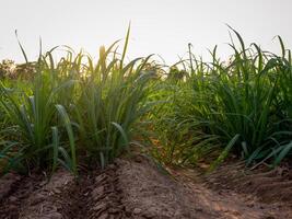 plantações de cana-de-açúcar, a planta tropical agrícola na tailândia foto