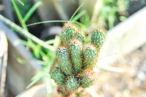 cacto , eriocereus Harris jusbertii ou cacto ou conto de fadas castelo ou cereus peruano ou mamillaria foto