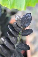zamioculcas zamiifolia , zanzibar gema ou araceae ou Preto zamioculcas zamiifolia foto