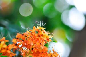 asoka, caesalpiniaceae ou Saraca indica linn ou ashoka árvore ou Saraca Asoca ou laranja flor foto