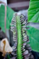 candelabro plantar ou eufórbio ou eufórbio mayurnathanii , eufórbia lactea ou eufórbio lacei craib foto