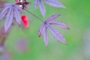 bordo folha, bordo folhas ou verde folha ou acer saccharum pântano ou vermelho folhas foto